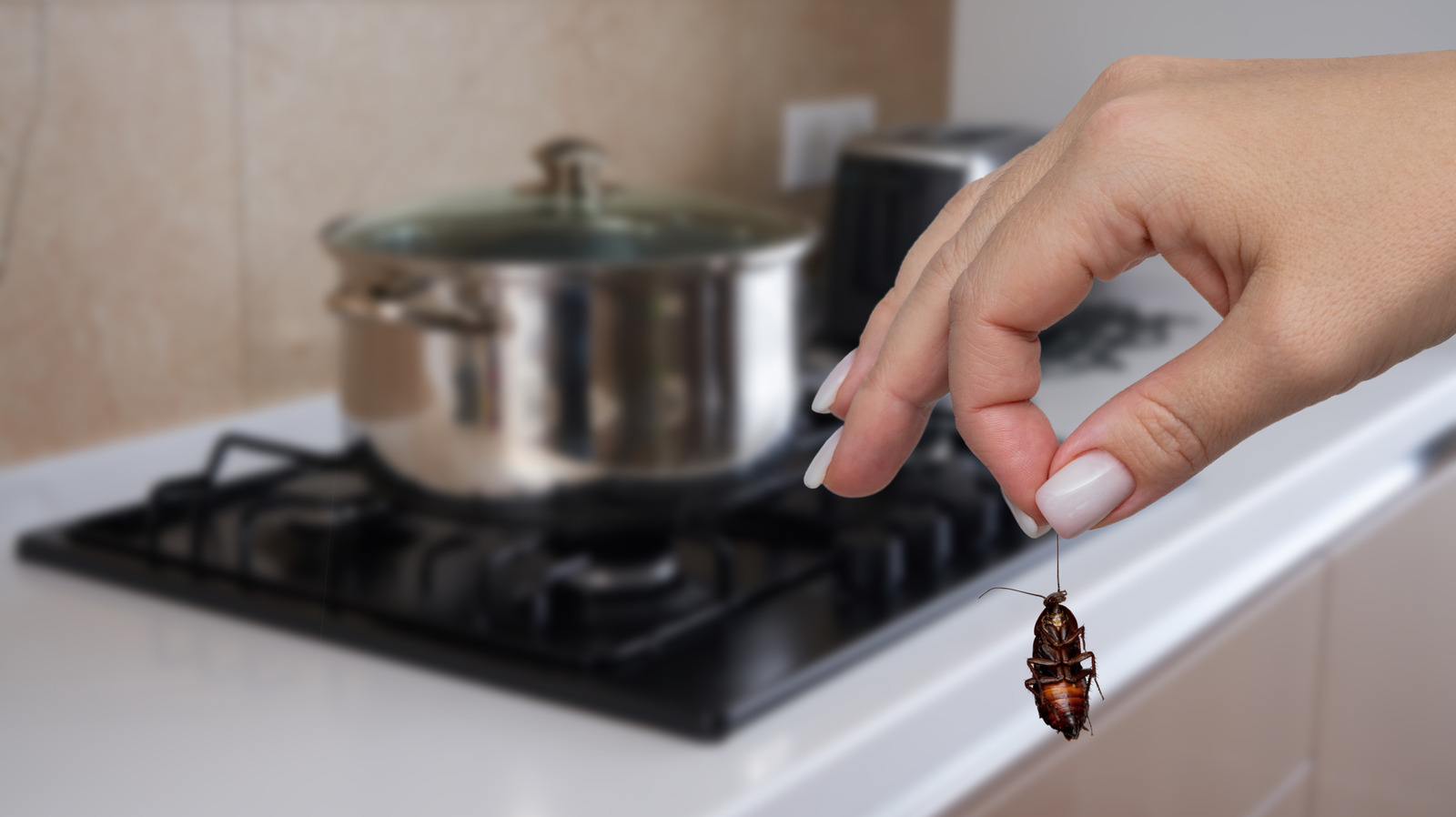 تجنب هذه الأشياء الـ 16 إذا كان منزلك يجذب الصراصير