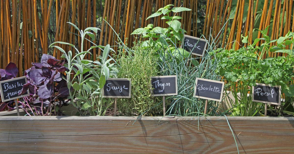 دليلك لزراعة