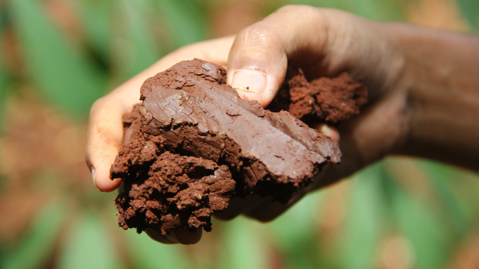 شجرة النمو السريعة والسريعة التي تنمو بشكل جيد في التربة الطينية