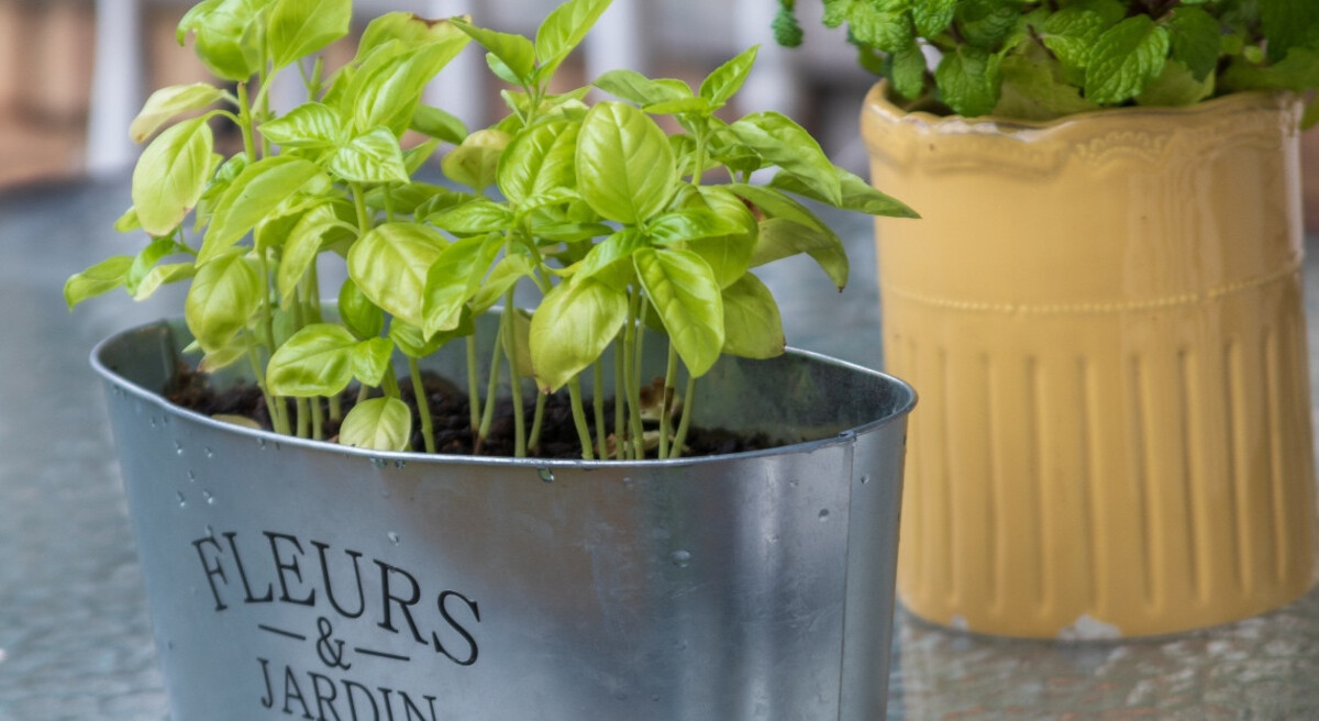 طريقة تقليم الأعشاب