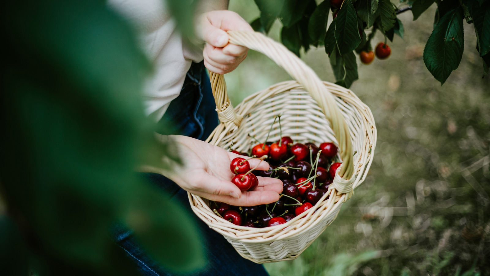 كيفية اختيار أفضل بذور الكرز للزراعة والنمو في الفناء الخاص بك