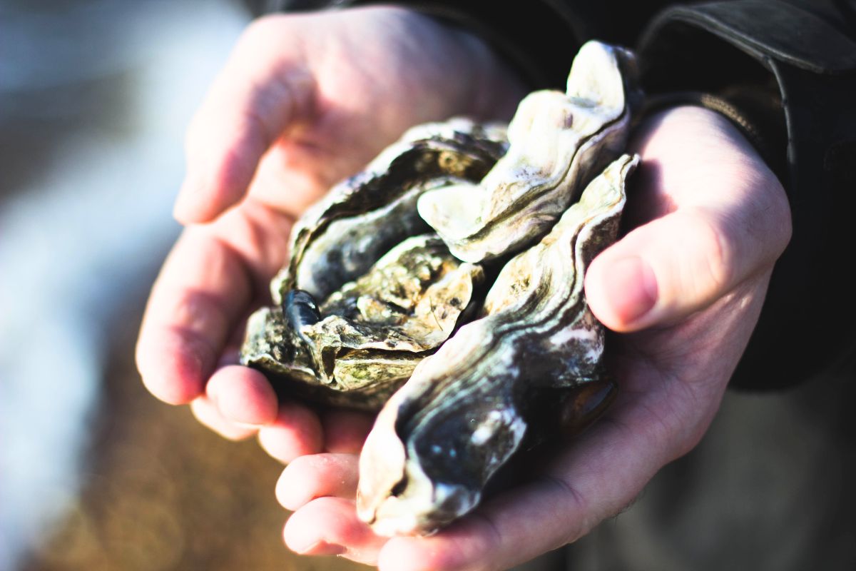 لإعادة تدوير قشور المحار