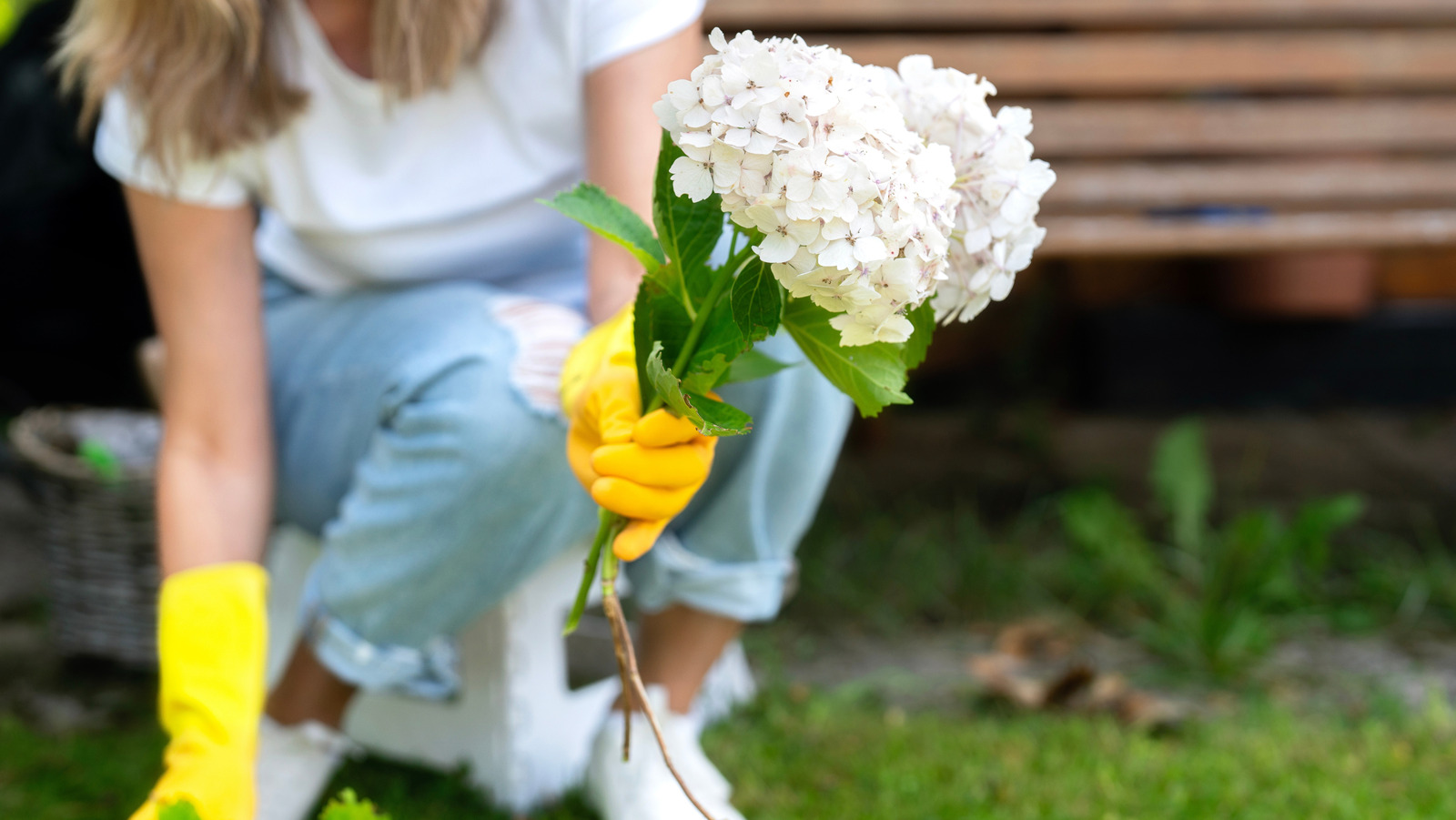 ما هي صدمة زراعة الكوبية؟ (وأفضل طريقة لتجنب ذلك)