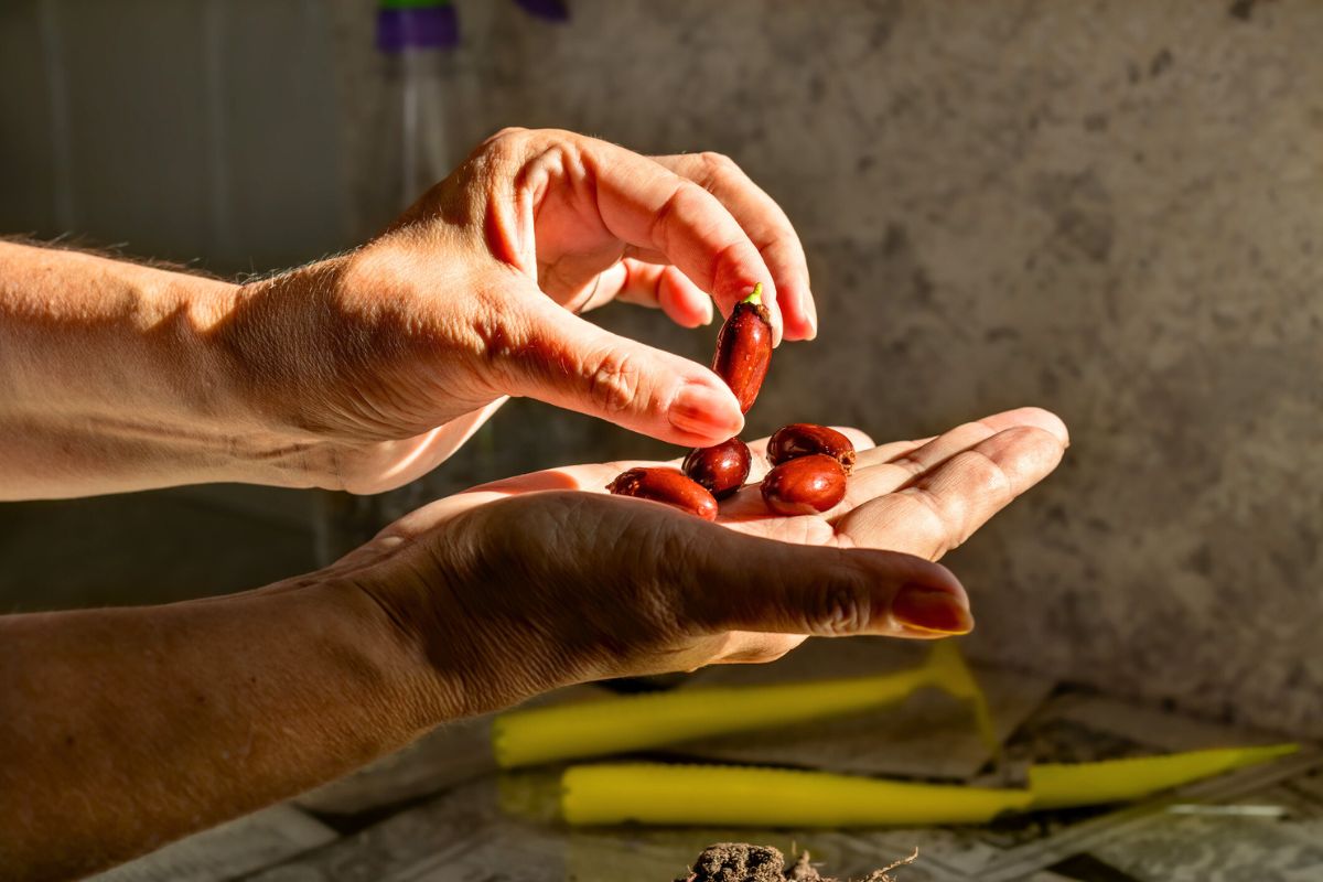 نواة الليتشي