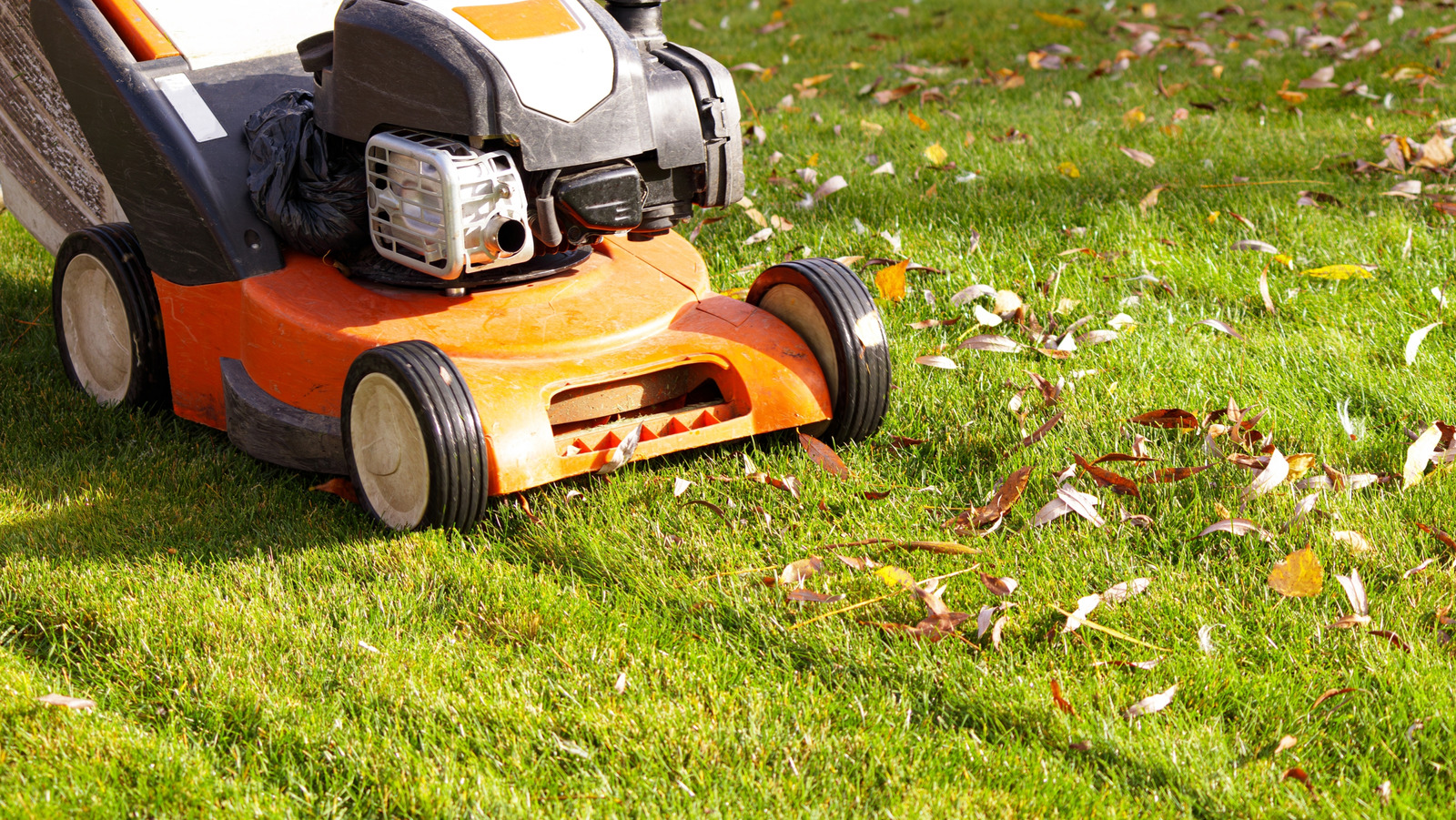 هل القص في العشب في أغسطس فكرة جيدة حقًا؟ هذا ما يجب معرفته