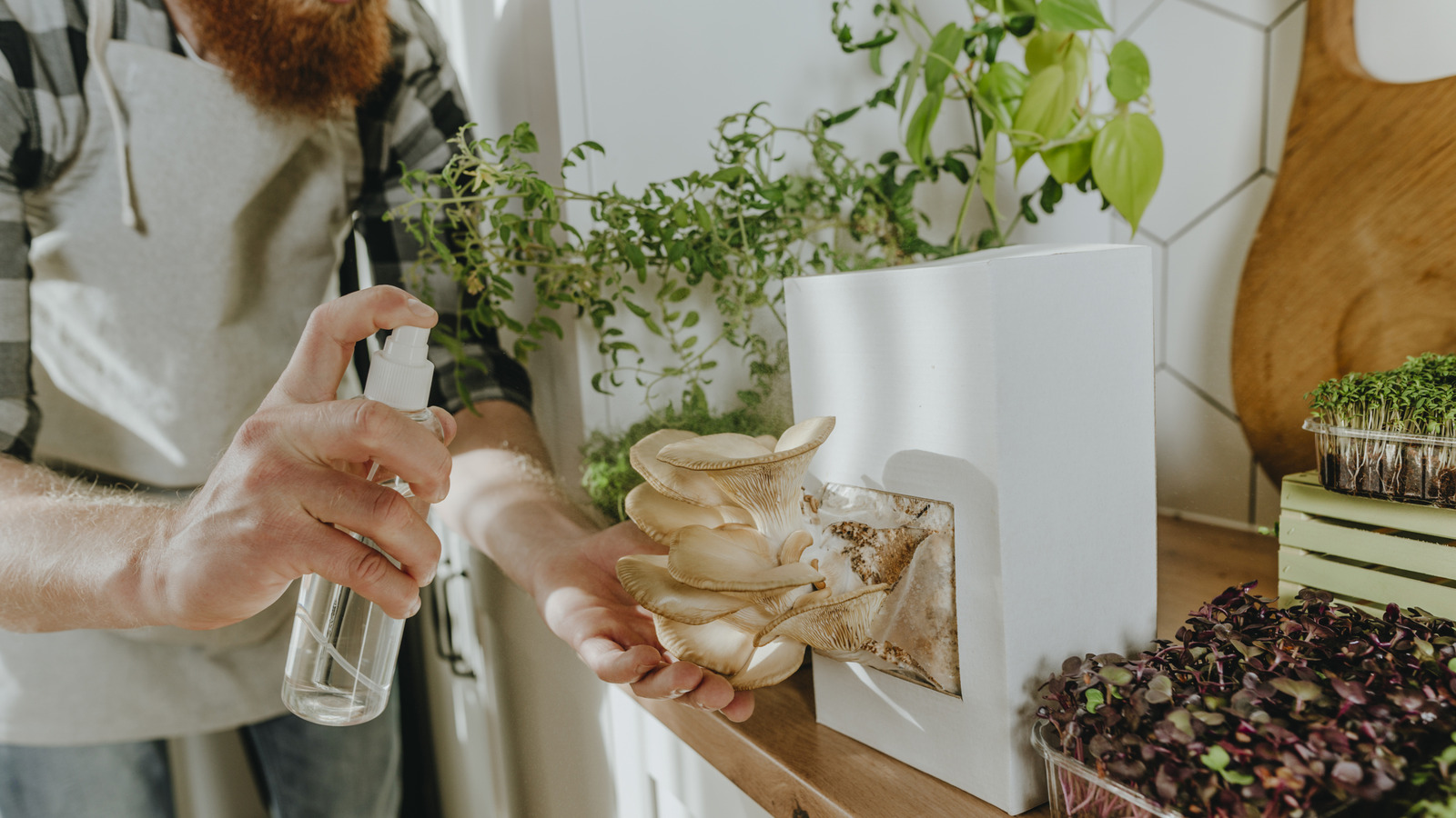 17 فطر يجب أن تنمو في المنزل