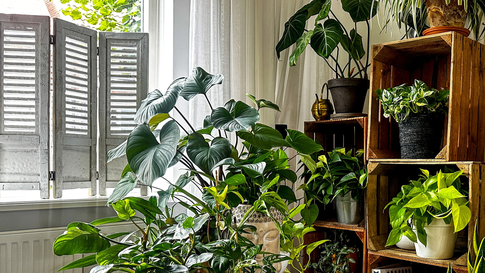 18 نباتات منزلية سريعة النمو تتحول زوايا باهتة إلى مساحات نابضة بالحياة