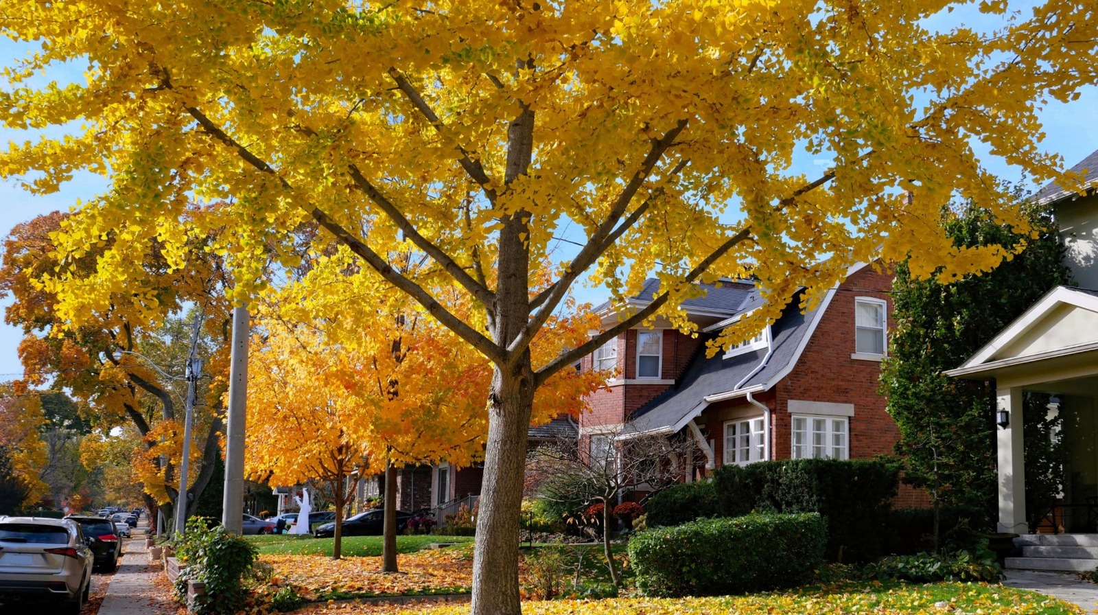 الجانب السلبي لزراعة شجرة القيقب في الحديقة الصحية الخاصة بك