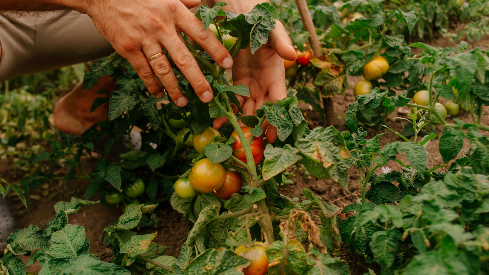 السبب الحقيقي لأوراق نباتات الطماطم الخاصة بك بني بني هذا الصيف (وكيفية إصلاحه)