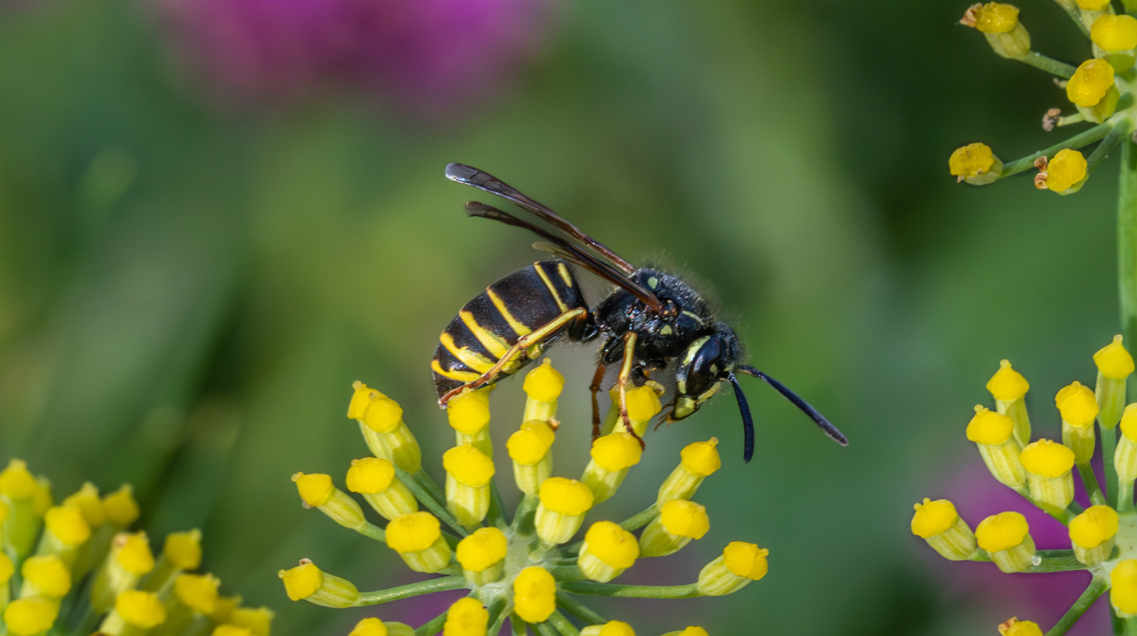 النبات سريع النمو الذي سيساعد في إبقاء Yellowjackets خارج الفناء الخاص بك