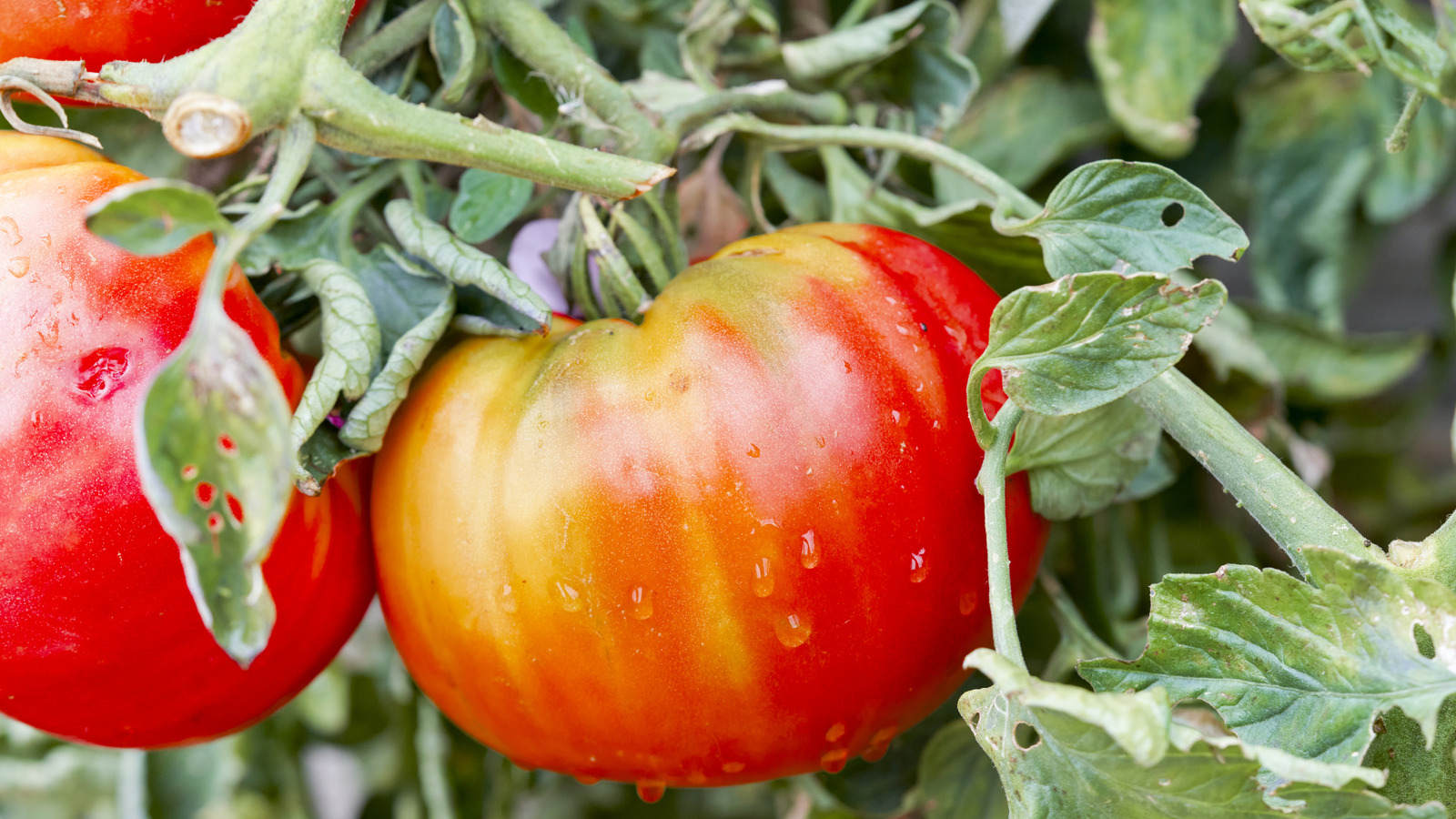 تنمو الطماطم؟ قل وداعا لطفرة الجذر مع إضافة سهلة إلى التربة