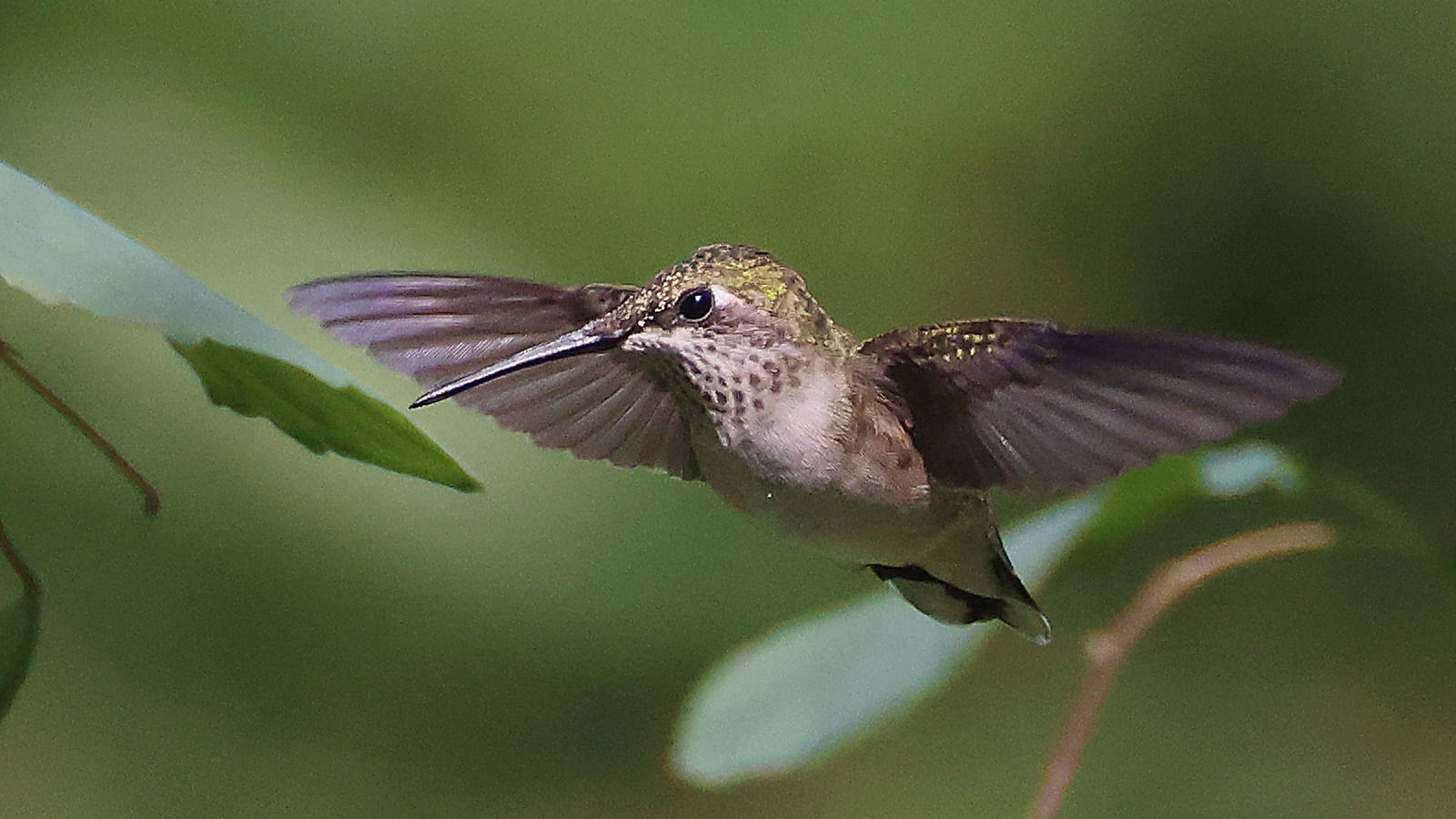زرع عشب بوعاء منخفض الصيانة لجذب الطيور الطنانة إلى الفناء الخاص بك