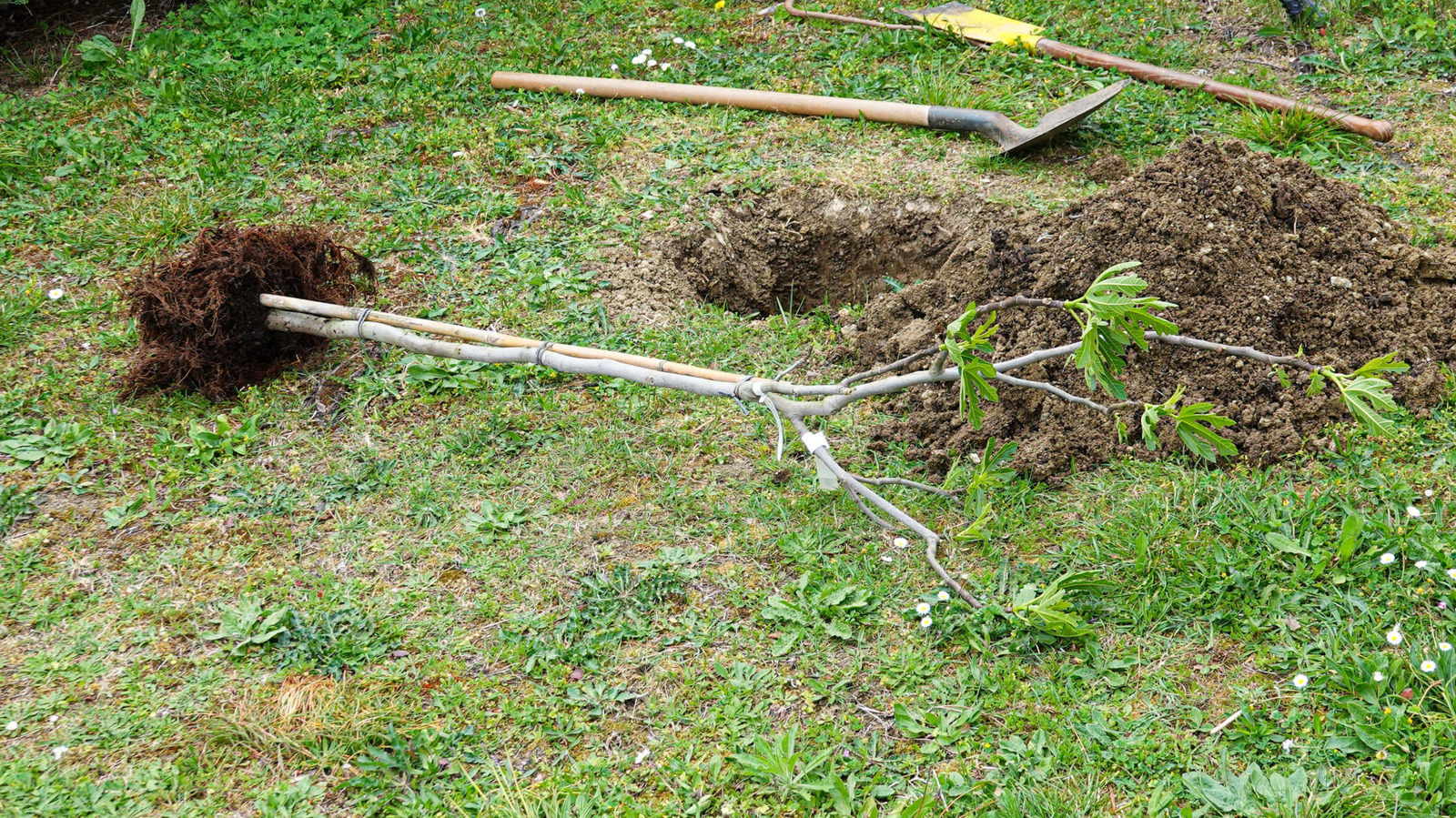 كيفية إنقاذ النباتات التي تنتهي اقتلاعها