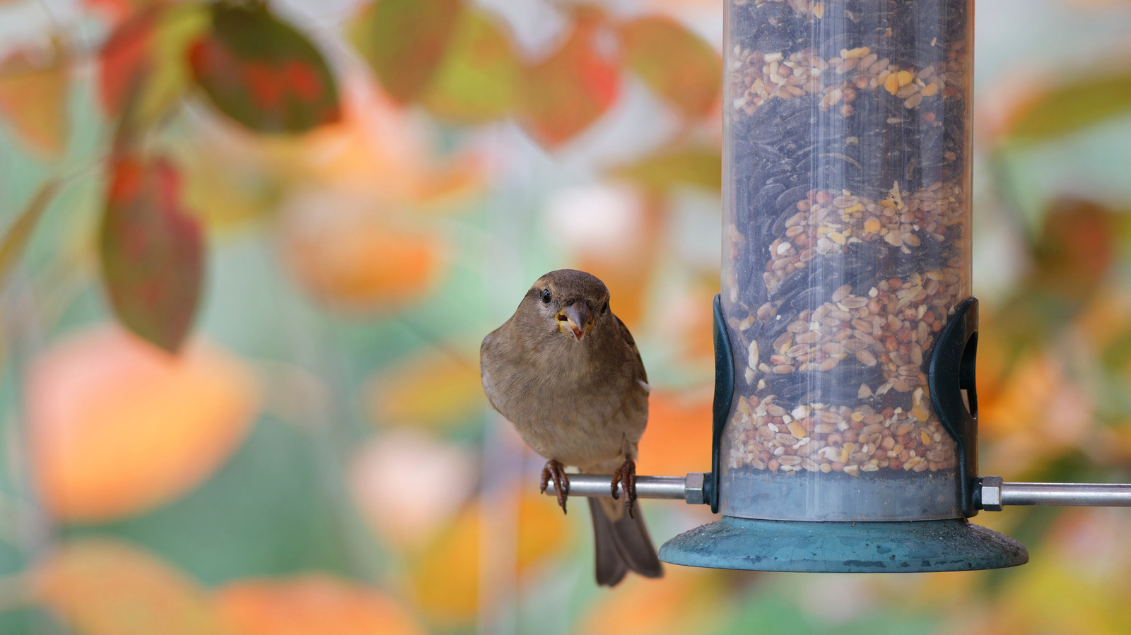 لا تقم مطلقًا بتعليق تغذية الطيور على فرع الشجرة هذا (وأين يتم تعليقه بدلاً من ذلك)