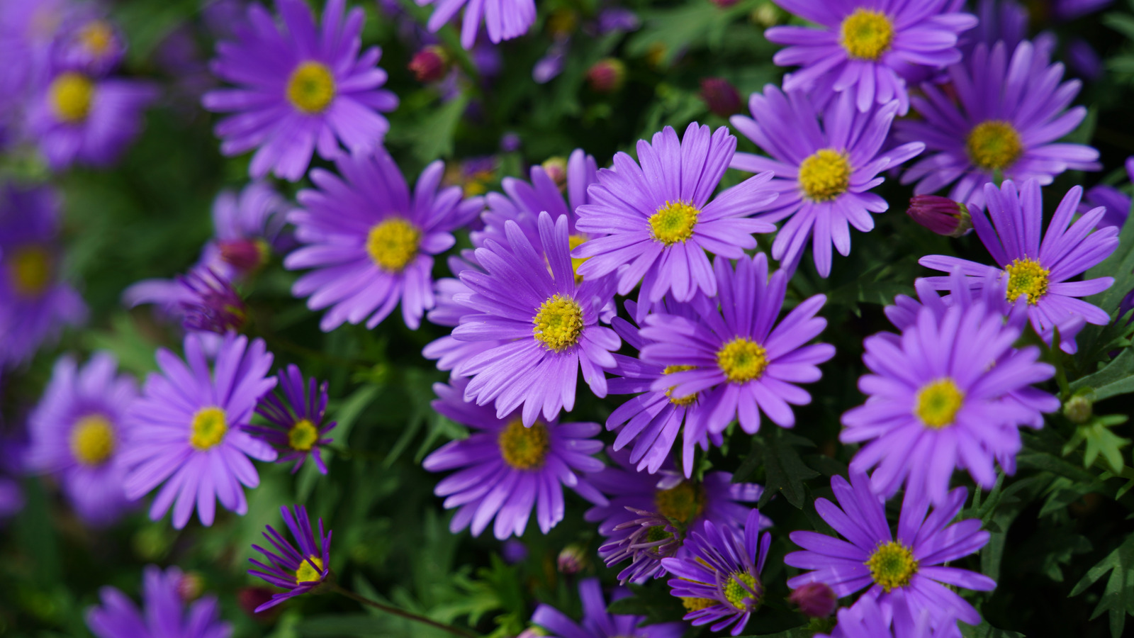 لماذا يجب عليك دائمًا توفير زهور Aster مع المخاطر