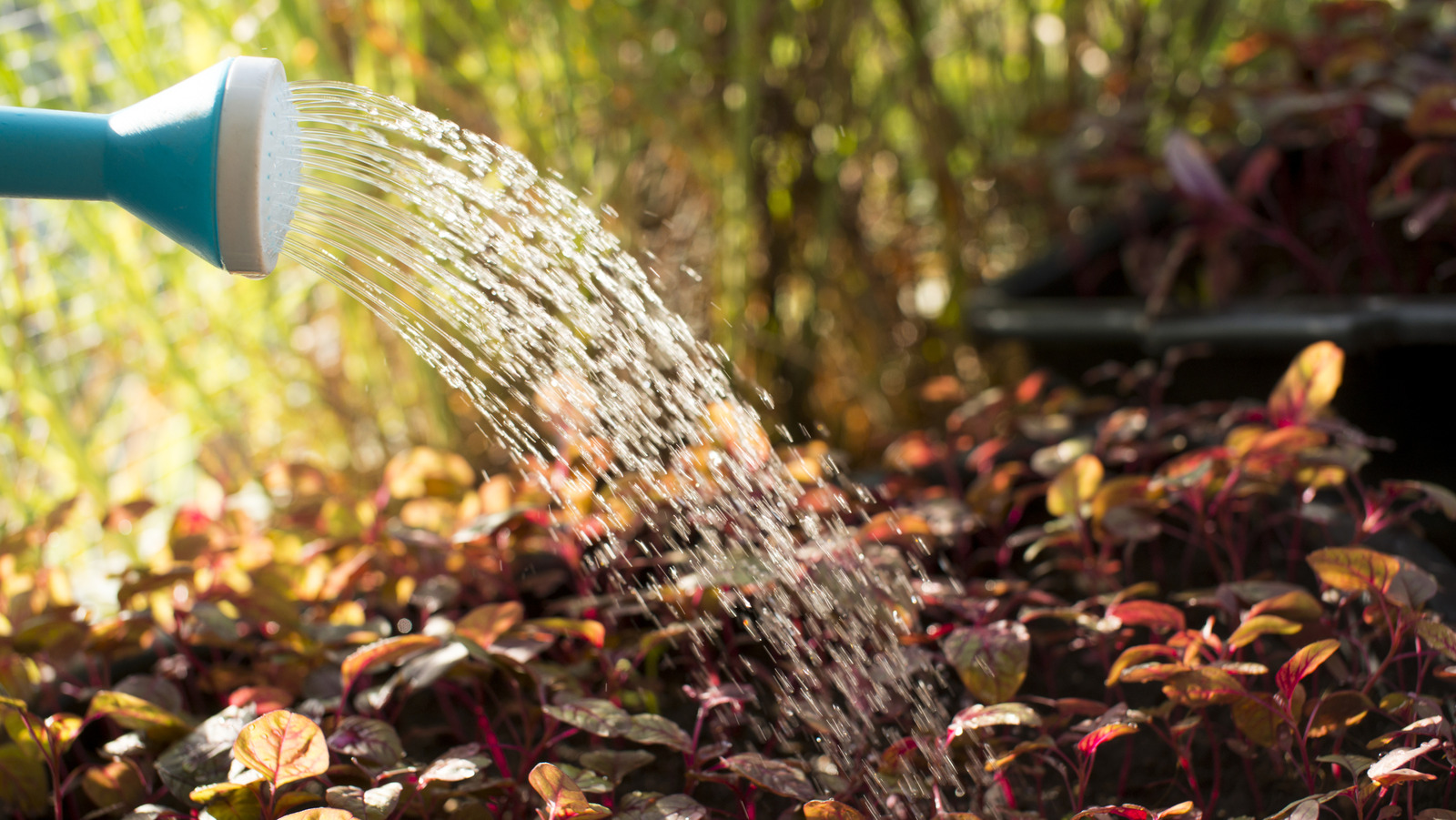 هل من الضروري سقي نباتاتك في الخريف؟ هذا ما يجب معرفته