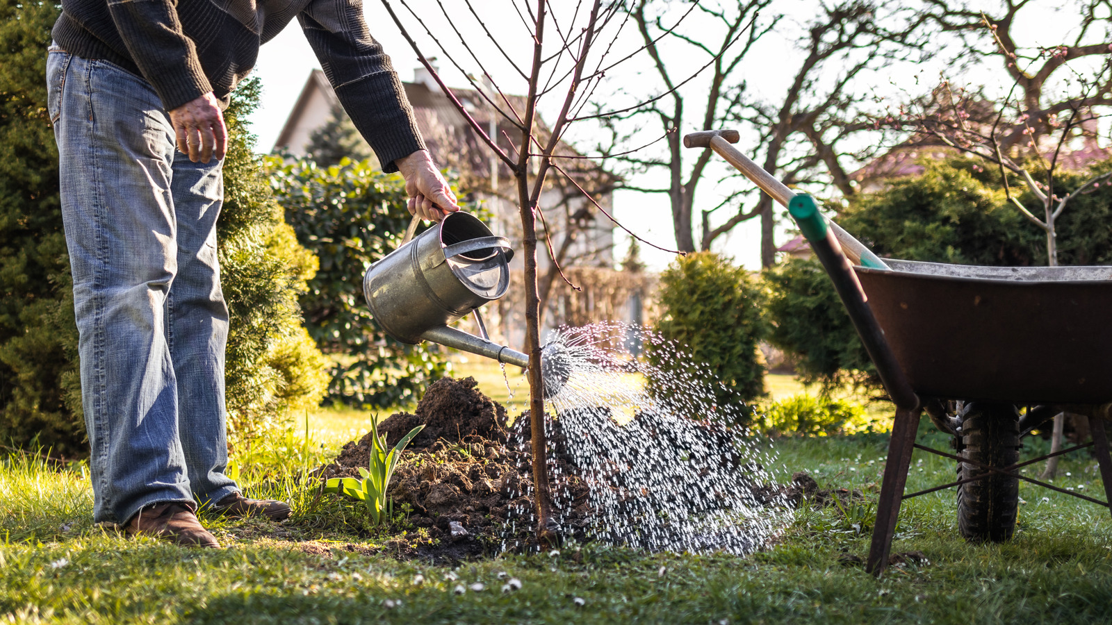 أصناف شجرة القيقب التي يجب زراعتها في الخريف لمدى الحياة في ظل الربيع