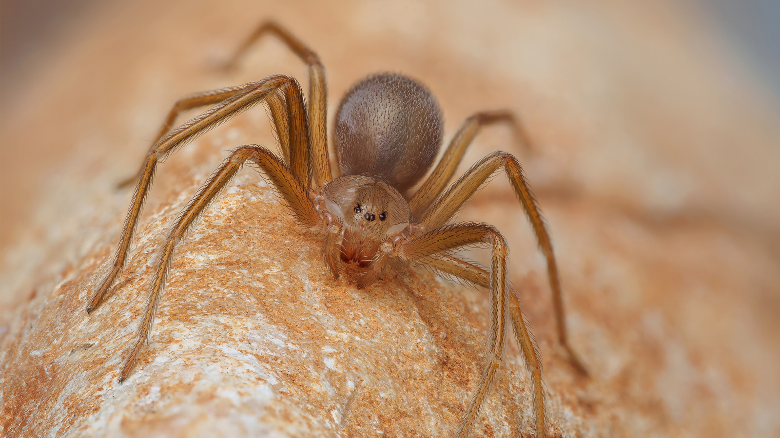 العناكبتان اللتان لا تريدان العثور عليهما على الإطلاق في حديقتك أو حديقتك
