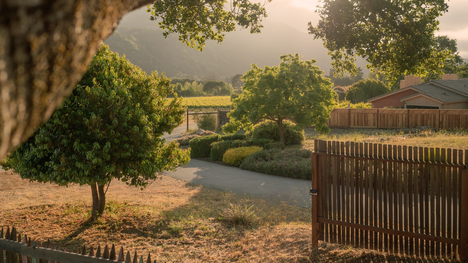 المفترس الذي يزدهر في كاليفورنيا - وماذا تقول عن النظام البيئي