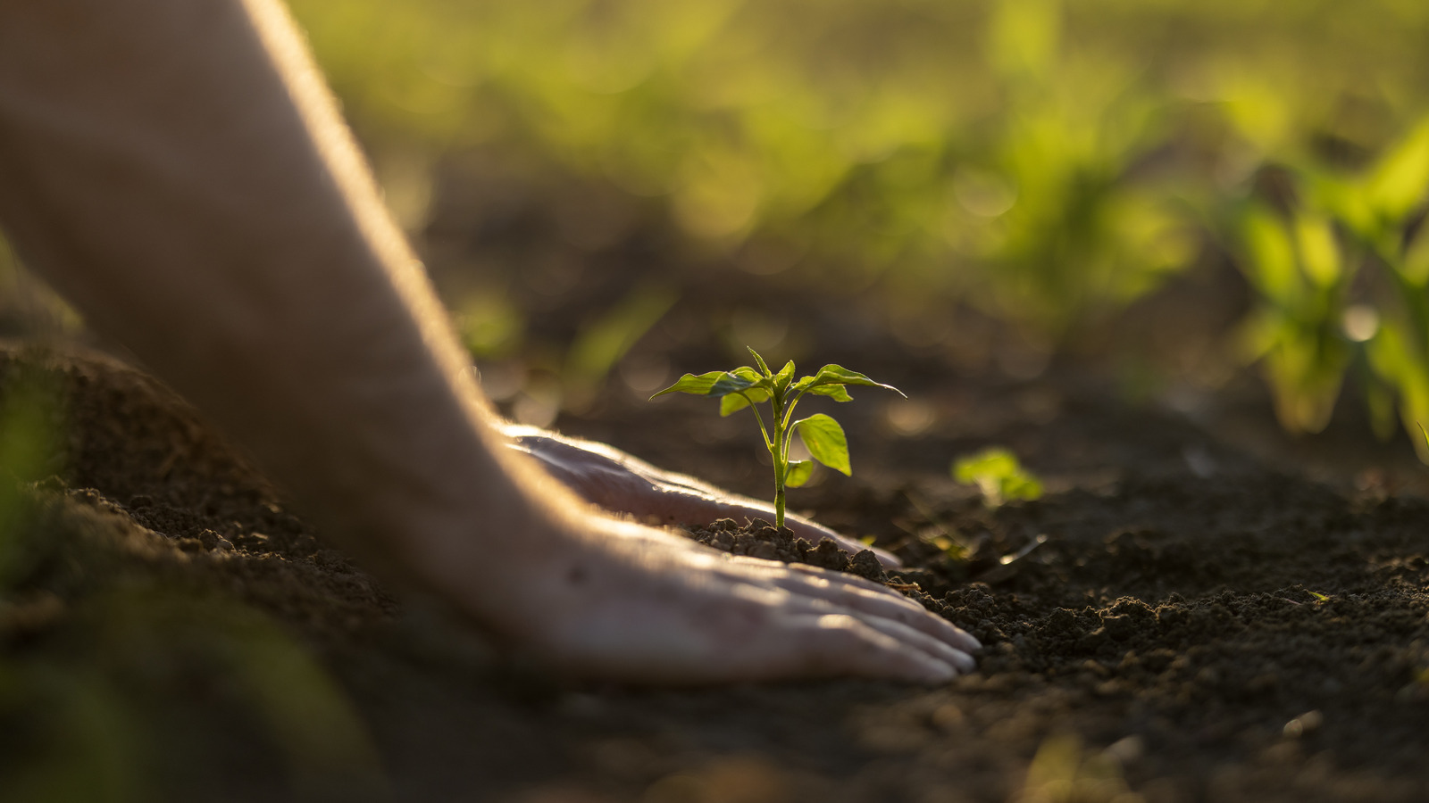 زرع هذه الشجرة لالتقاط الأنفاس الآن واستمتع بمشاعر شروق الشمس التي لا نهاية لها كل الربيع