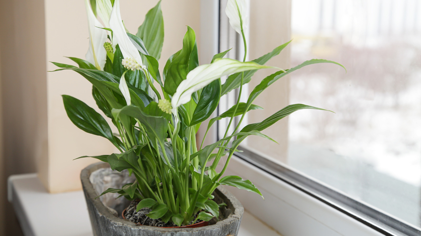 علامات تدل على أنك تغمر نبات زنبق السلام الخاص بك بالمياه