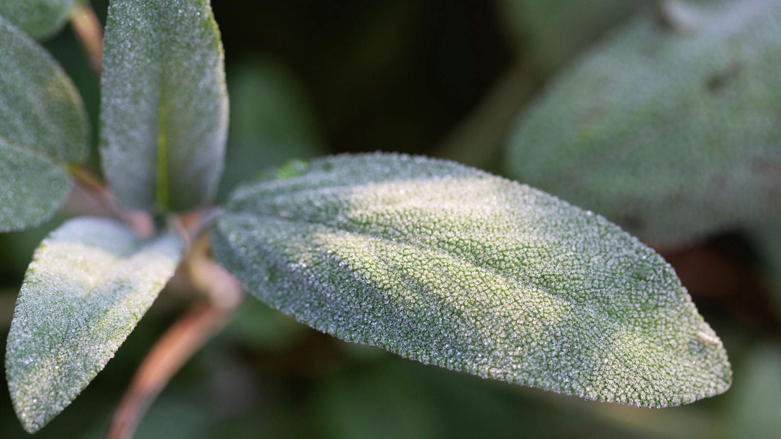 كيفية تحضير نباتات المريمية لفصل الشتاء لضمان ازدهارها في الربيع المقبل