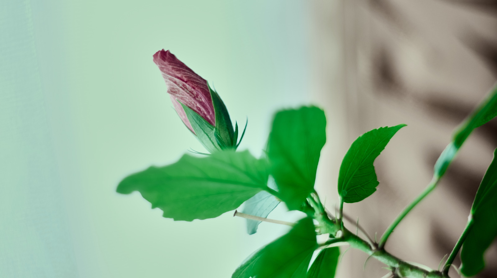 لا تدع هذا الجمال المعمر المزهر يموت - أحضره إلى الداخل قبل حلول الشتاء