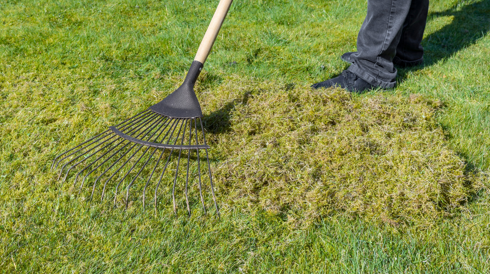 ما هو القص العمودي وكيف يمكنك استخدامه في حديقتك؟