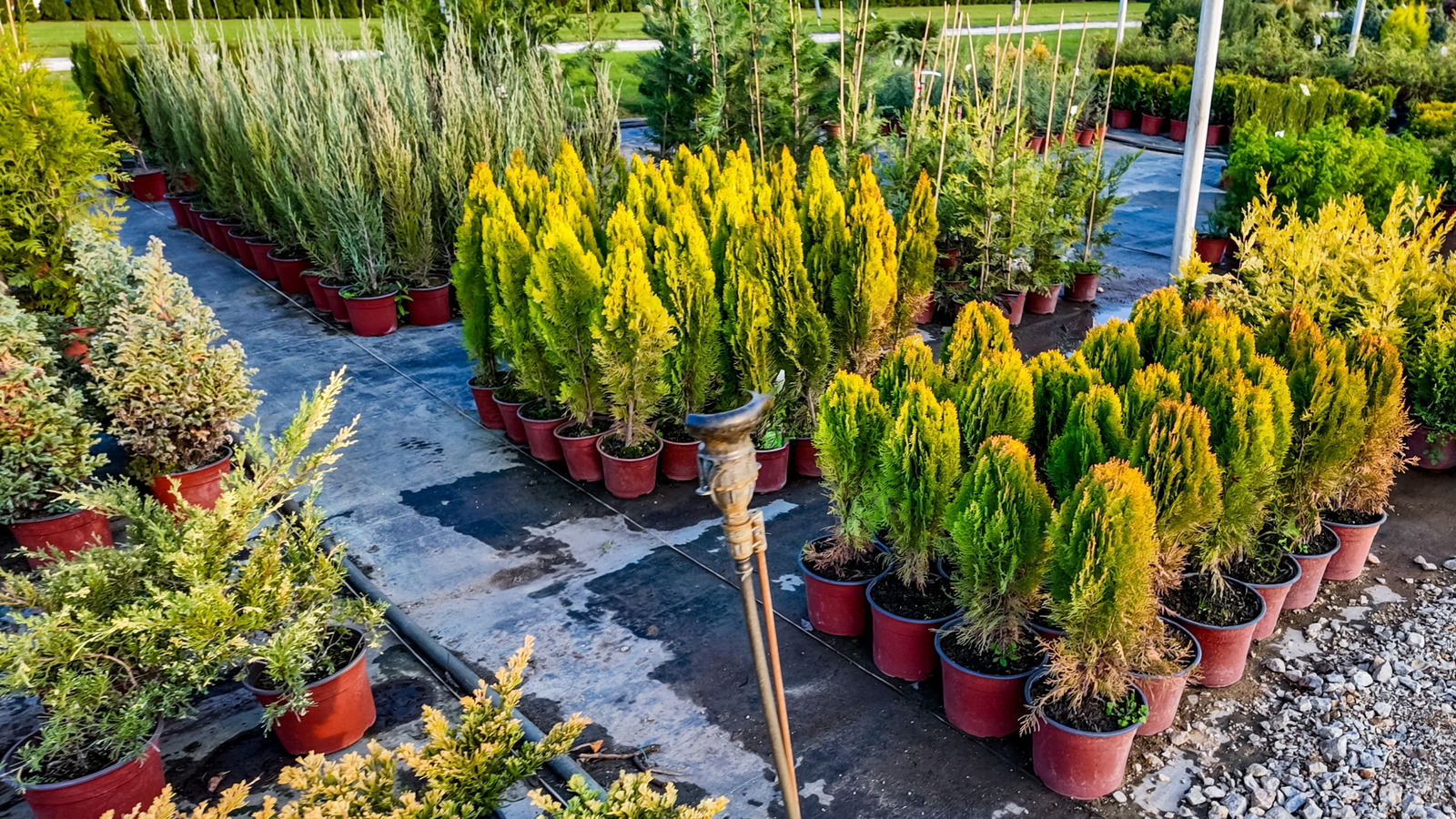 أصناف شجرة عيد الميلاد المحفوظة بوعاء والتي تزدهر عندما تنمو كنباتات منزلية