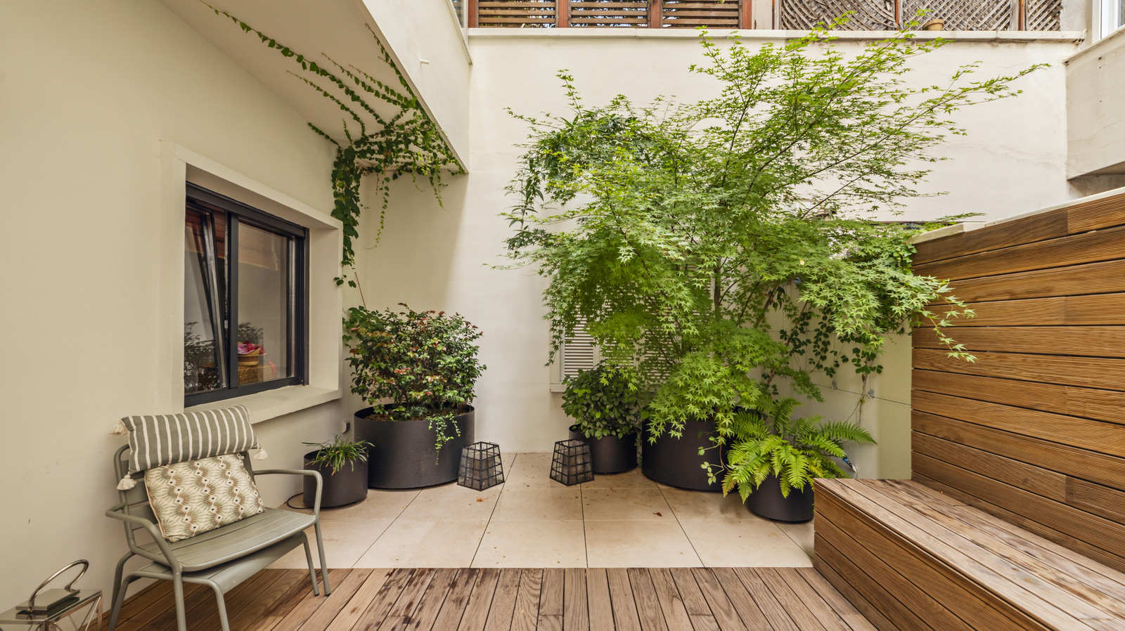 شجرة الفاكهة الاستوائية مثالية للفناء الخاص بك والتي يمكن أن تزدهر في حاوية