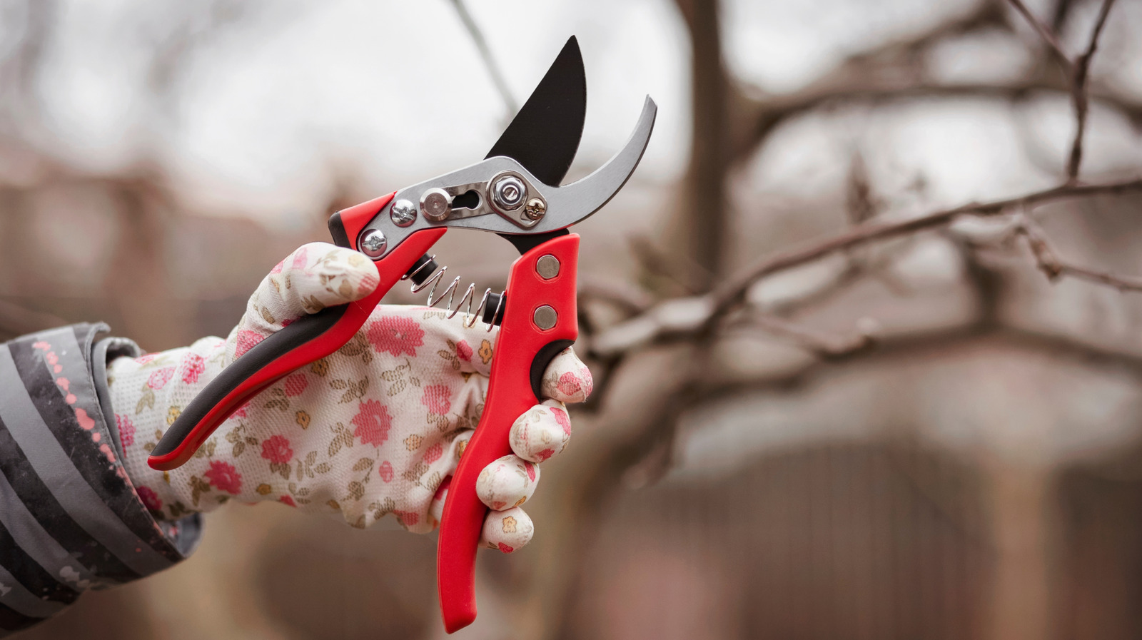 أساسيات أداة التقليم الشتوية لمناظر طبيعية مزدهرة في فصلي الربيع والصيف