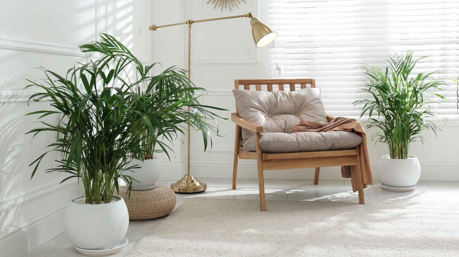 علامات واضحة على أن الوقت قد حان لإعادة زراعة نبات النخيل في أصيصه