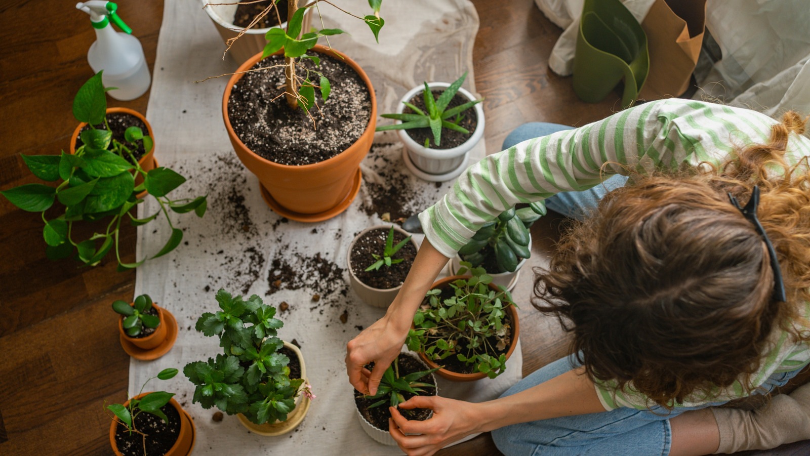نبات منزلي يصعب العثور عليه بأوراق الشجر المذهلة والزهور العطرية على شكل نجمة