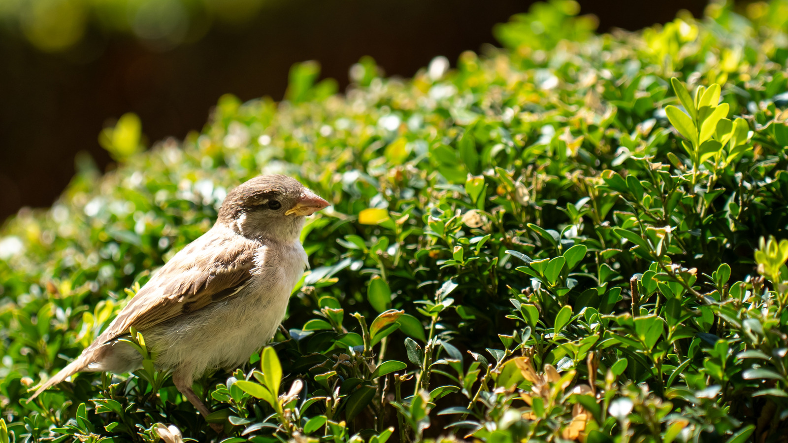 هل سئمت من التحوطات التقليدية؟ هذا البديل يخلق الخصوصية ويجذب الطيور