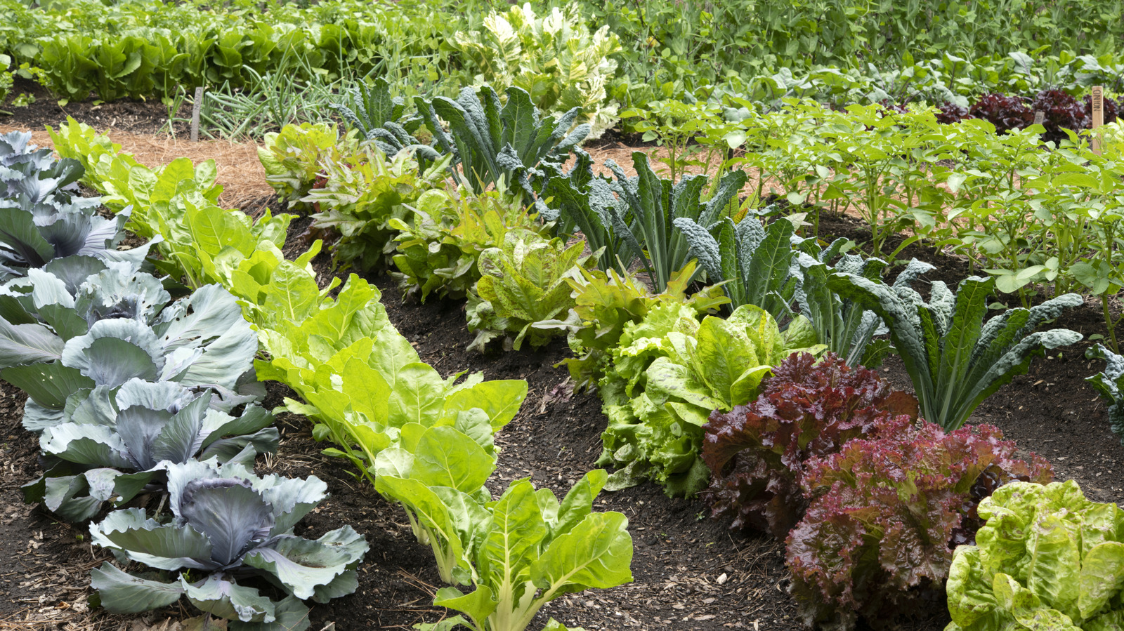 الخضروات السنوية التي تتطلب التقليم (وكيفية معرفة ما إذا كانت محاصيلك بحاجة إليها)