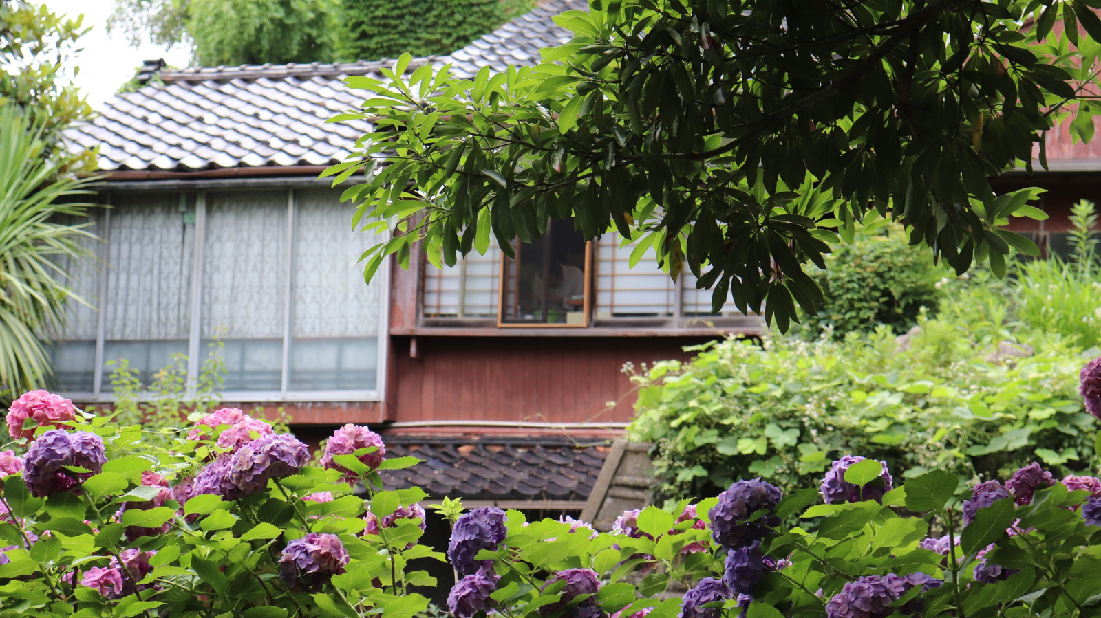 الكوبية الأرجوانية لها معنى سري جميل عند زراعتها في حديقتك