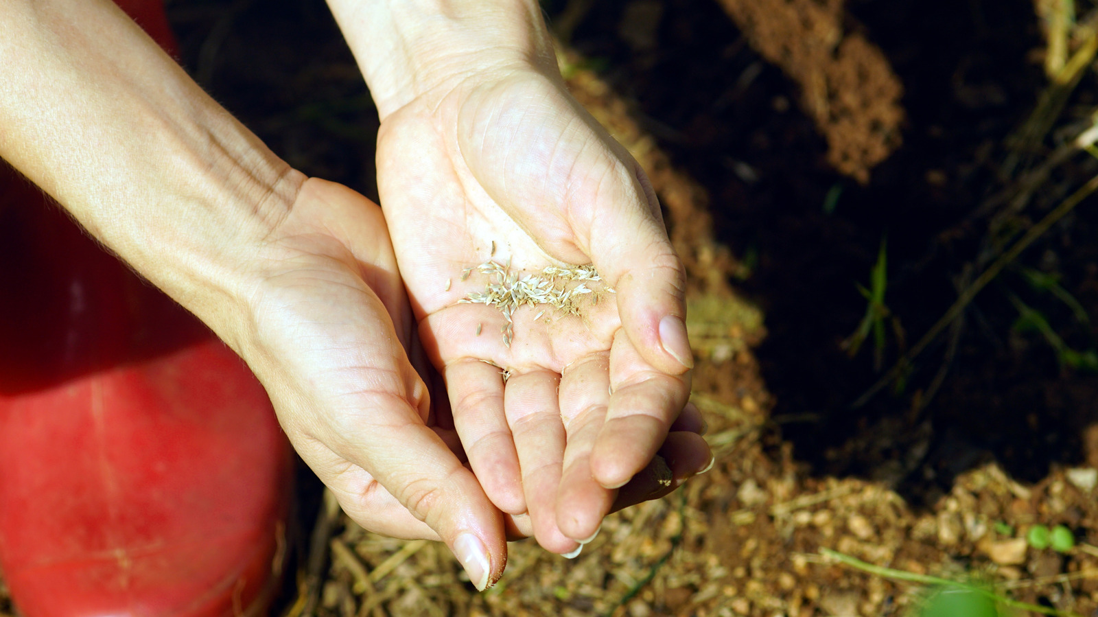 طريقة التخزين لتجنب ذلك يمكن أن تجعل بذور حديقتك تتعفن