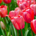 11 نصيحة تساعد زهور التوليب في حديقتك على النمو بقوة وطول
