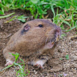 أفضل نوع من السياج لإبعاد حيوانات الغوفر المزعجة عن حديقتك