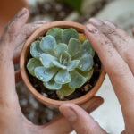 أنشئ عرضًا رائعًا للنباتات النضرة باستخدام أواني الطين القديمة المُعاد تدويرها