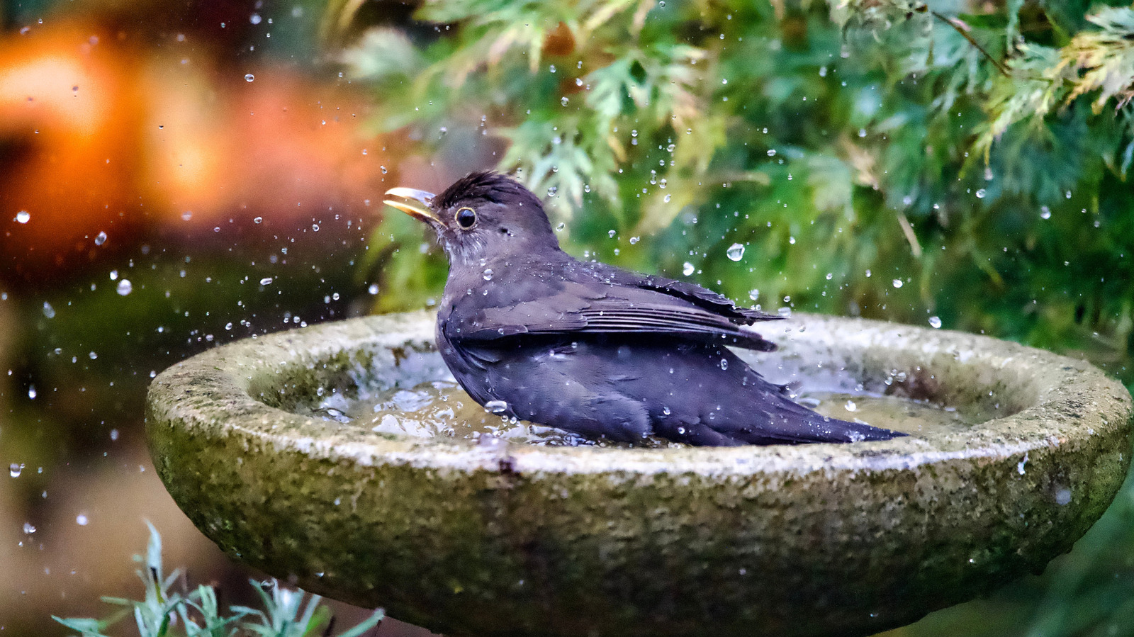الزهرة المثالية للزراعة بالقرب من حمام الطيور