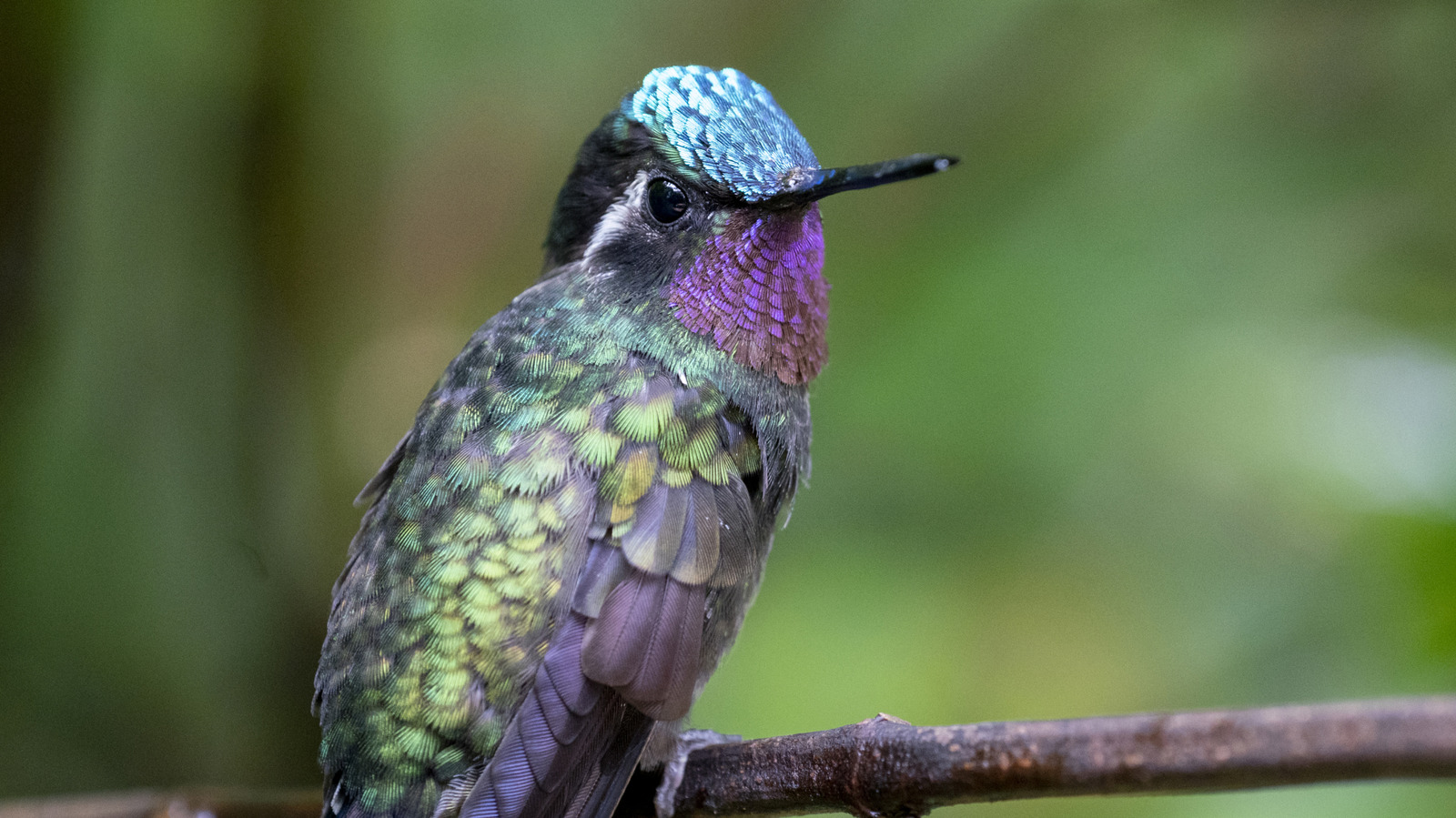 الشجيرات المزهرة الحمراء التي تجذب الطيور الطنانة طوال فصل الربيع أو الصيف