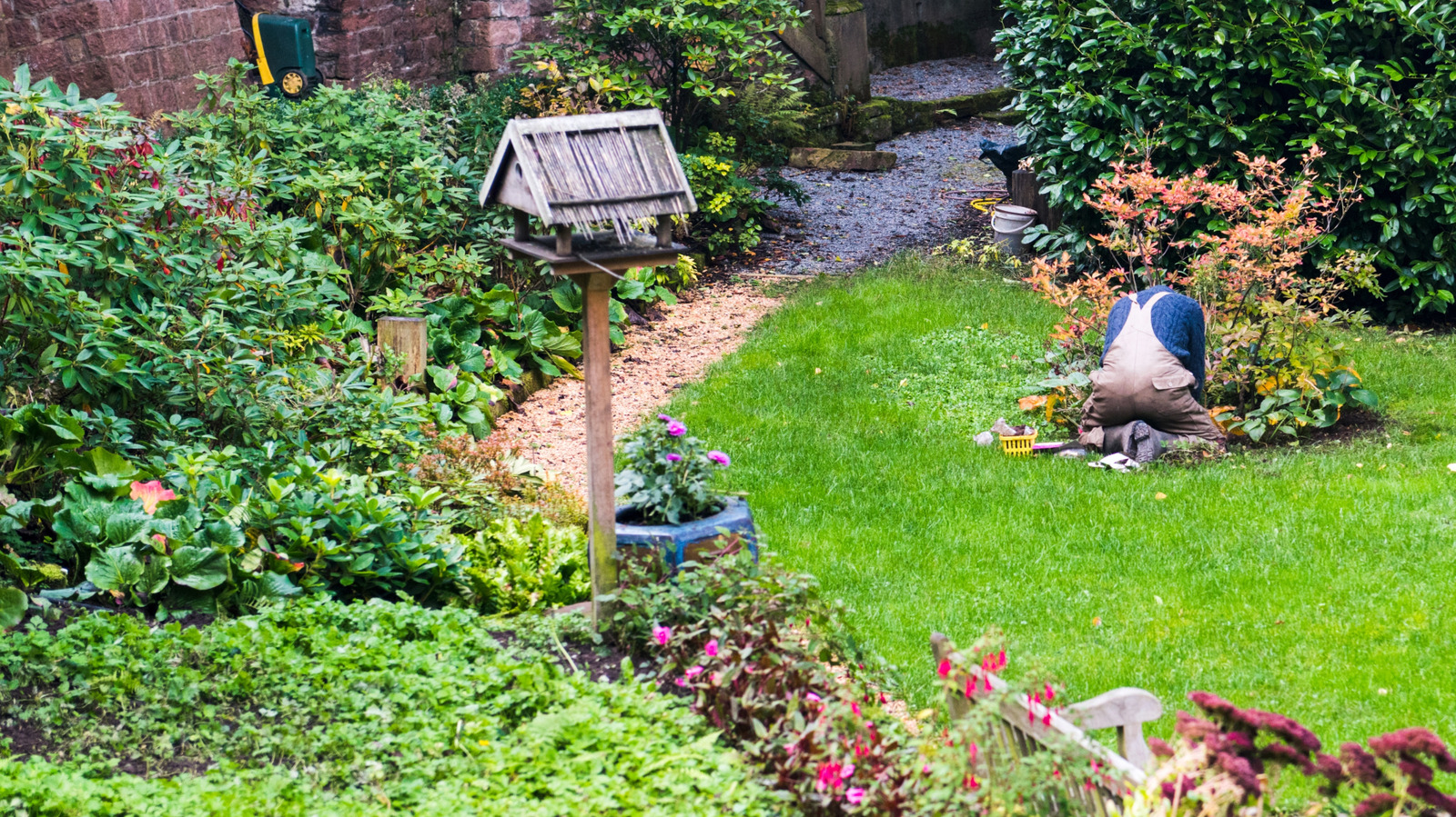 الشجيرة المعمرة المدمجة مع أزهار مشرقة تعود كل عام