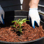 تحويل الأوراق البنية إلى نشارة حديقة مغذية باستخدام أداة منزلية ذكية