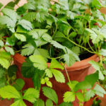 تحويل زارع التراص الخاص بشجرة الدولار إلى محطة لزراعة الفراولة بنفسك