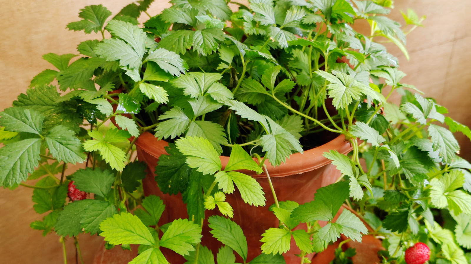 تحويل زارع التراص الخاص بشجرة الدولار إلى محطة لزراعة الفراولة بنفسك