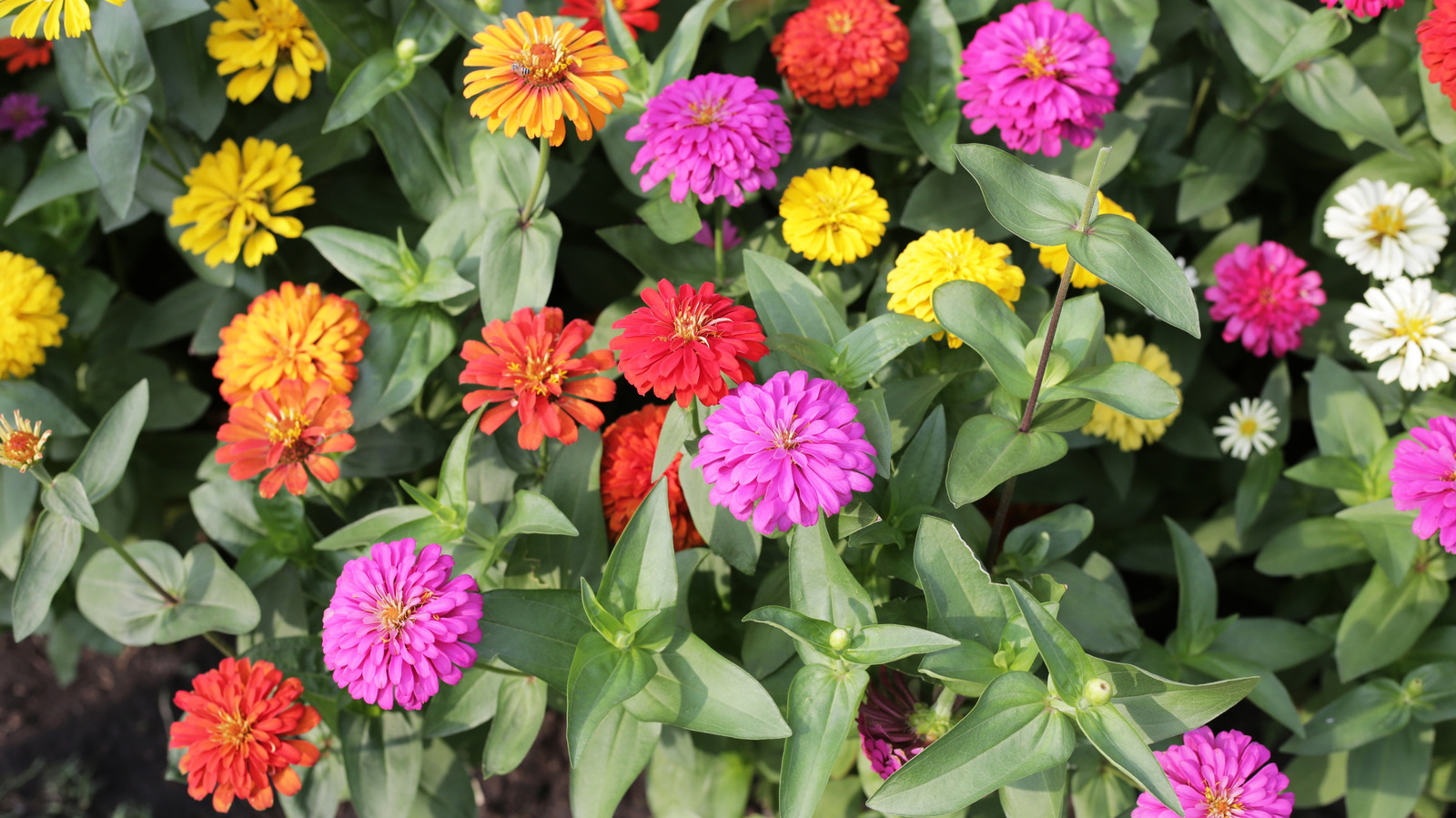 تشكيلة Zinnia الحائزة على جوائز والمثالية للحدائق منخفضة الصيانة