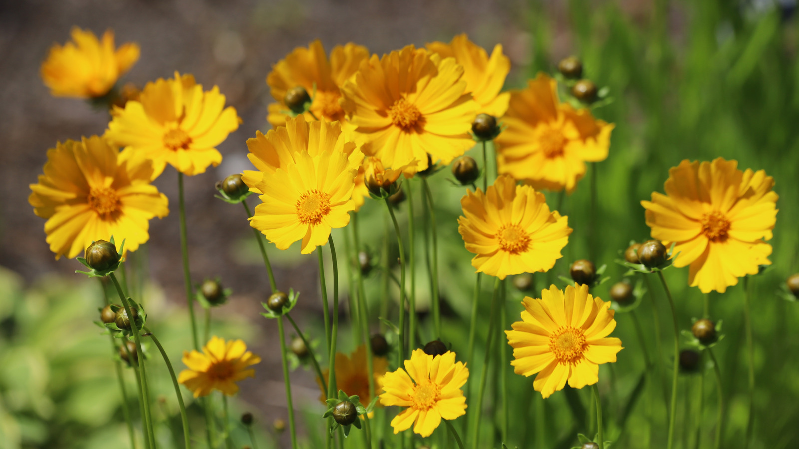 قم بإعداد زهور Coreopsis الخاصة بك لتحقيق النجاح من خلال التغذية المبكرة في الربيع