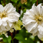 كيفية الحفاظ على ياسمين في البر من الذبول