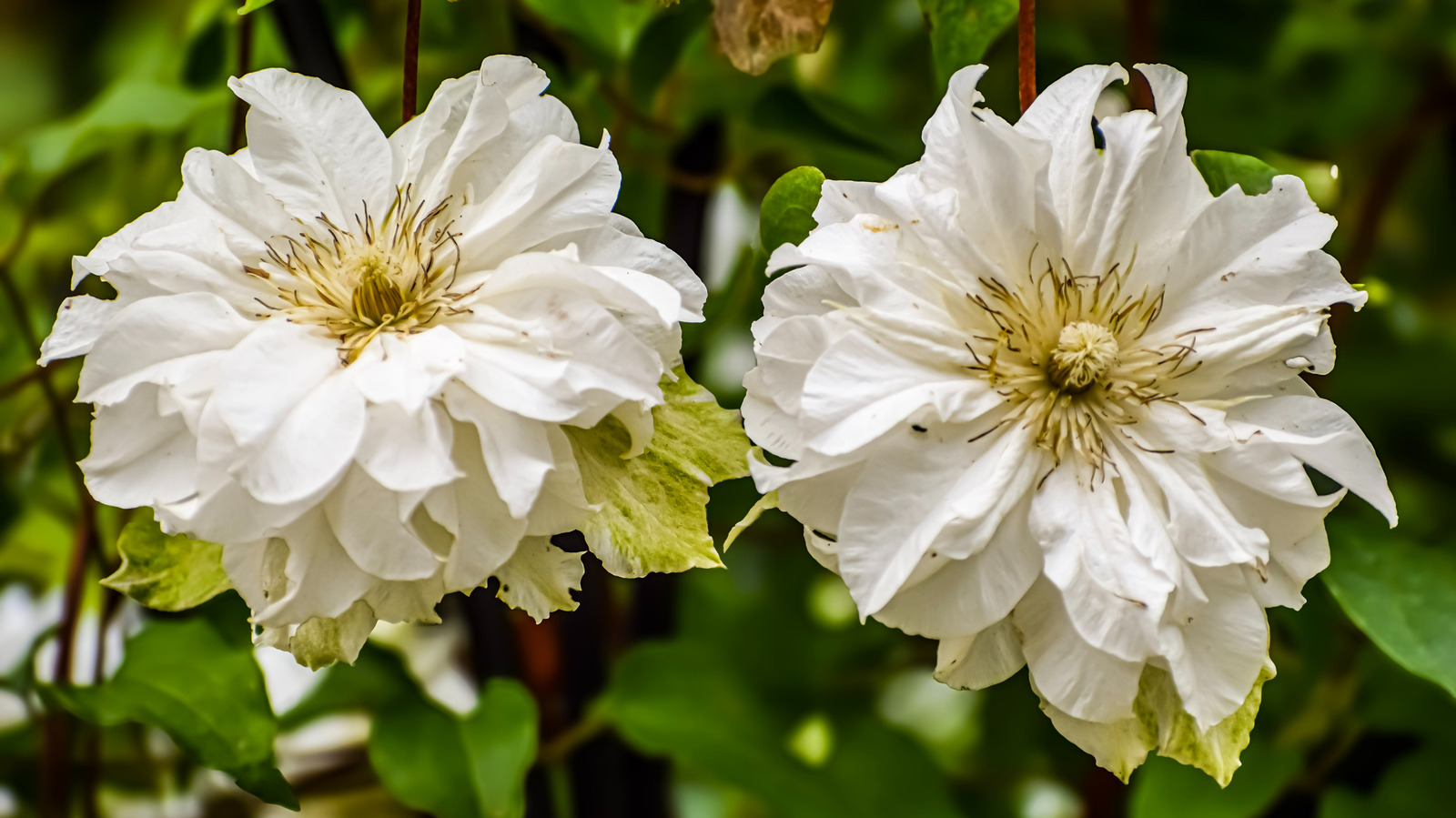 كيفية الحفاظ على ياسمين في البر من الذبول